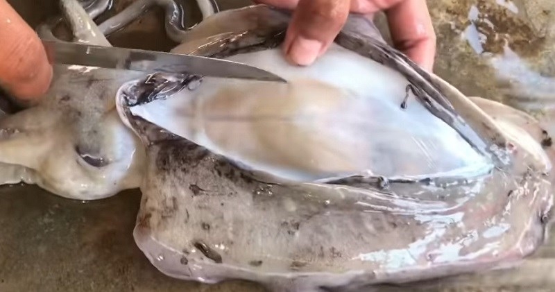 Sơ chế mực nang cũng tương tự như những con mực khác