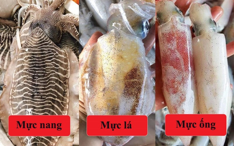 Mực ống, mực nang và mực lá có hình thái và chất thịt khác nhau