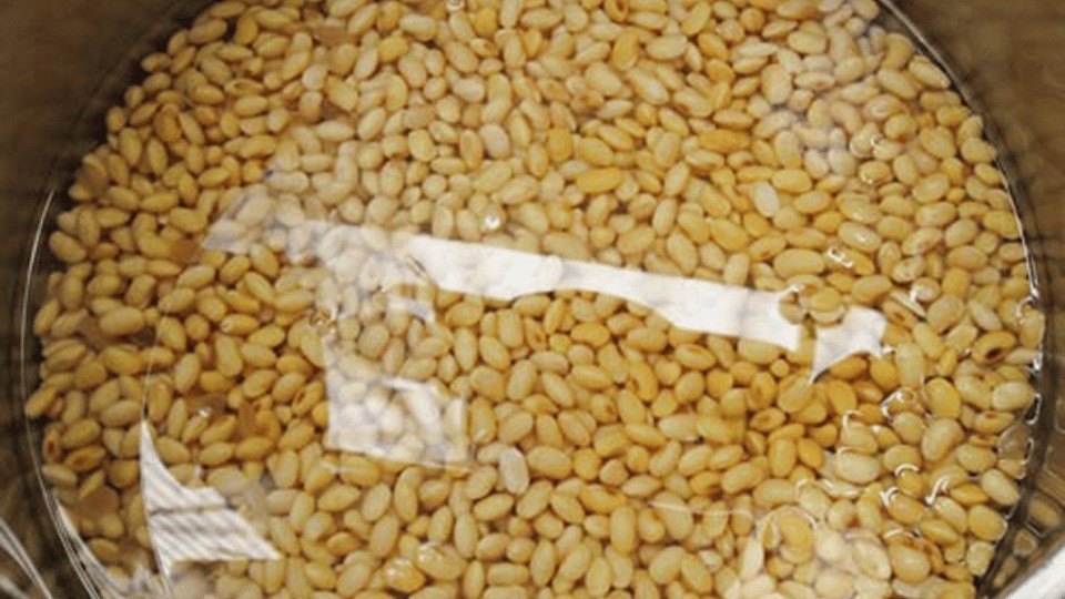 Ngâm đậu xanh để làm bánh cam