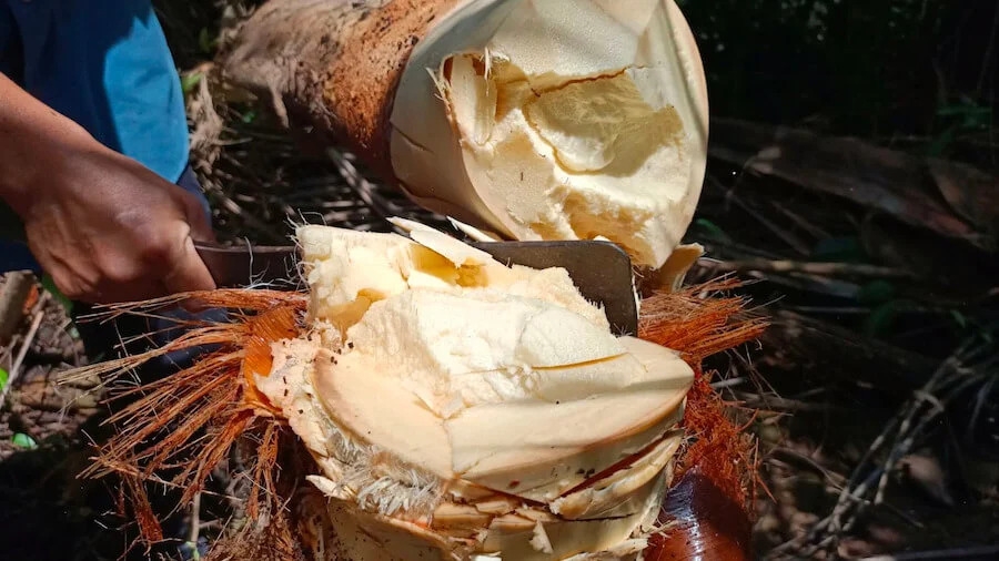 Củ hủ dừa là phần màu trắng nằm bên trong đọt dừa