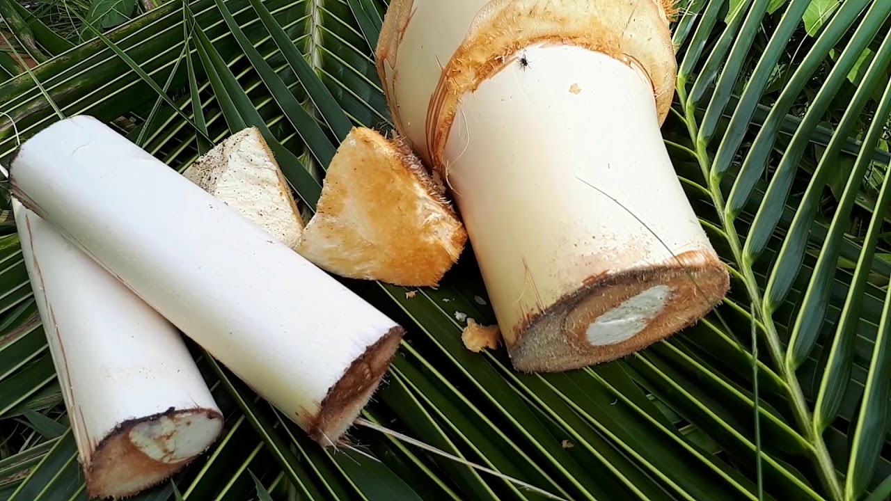 Dựa theo hình thái, củ hủ dừa sẽ có 2 loại là bẹ non và phần gốc