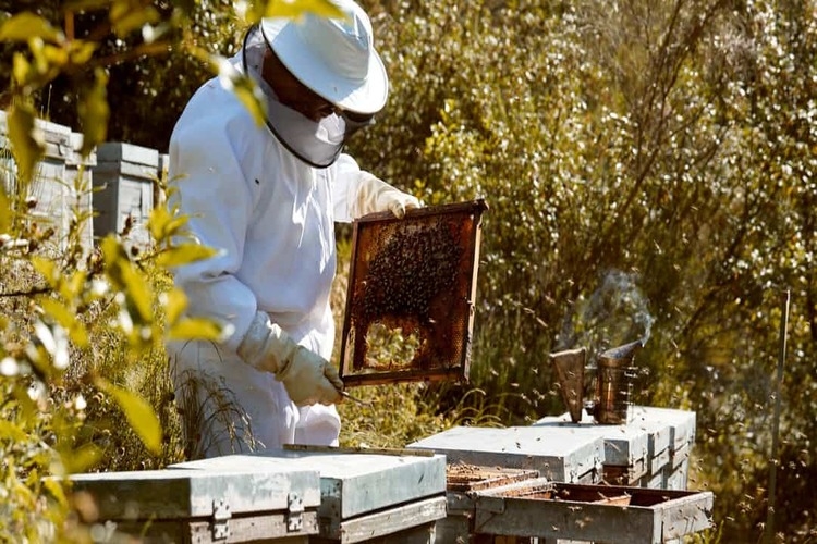 Mật ong để được bao lâu tùy thuộc vào nguồn gốc