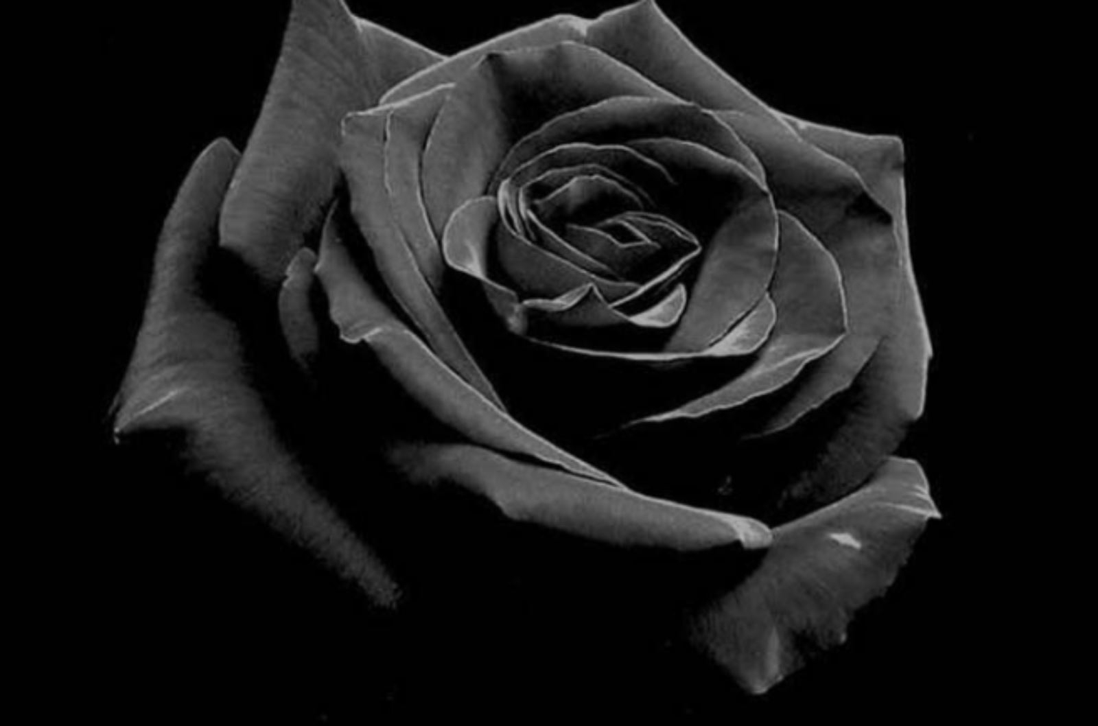 Tone màu kỵ cung Xử Nữ