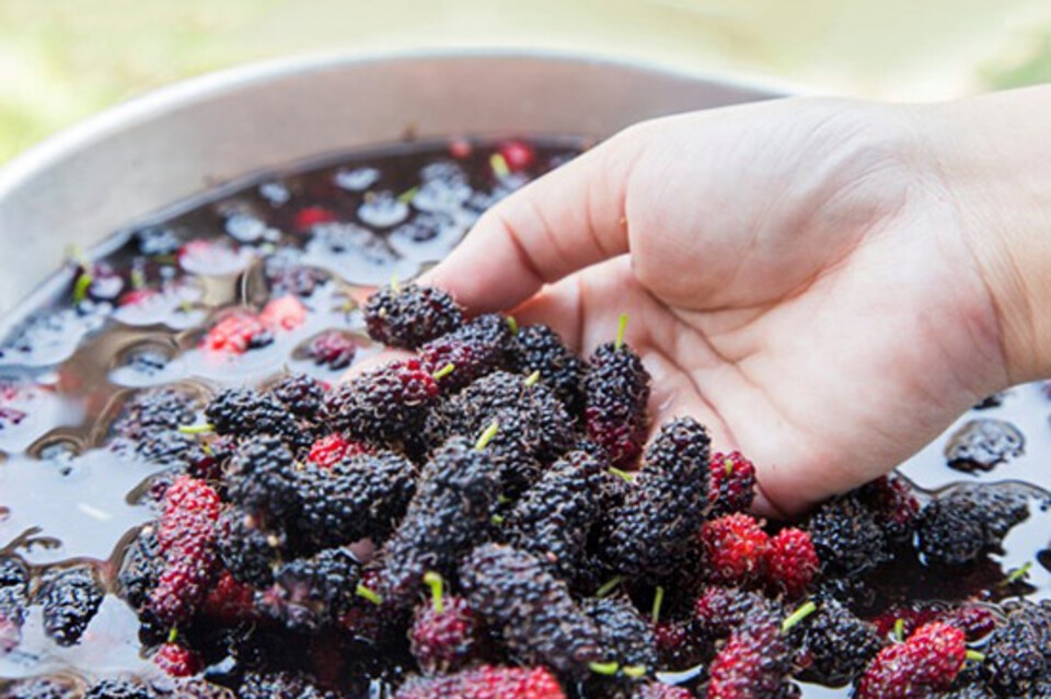 Rửa sạch dâu tằm và ngâm với nước muối