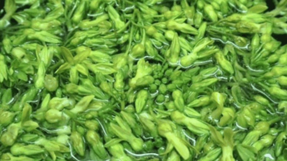 Sơ chế hoa thiên lý