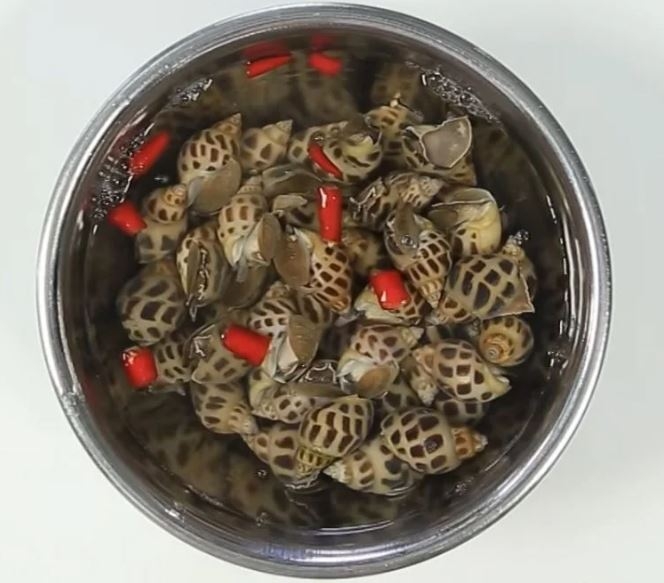 ốc hương xào bơ tỏi 3