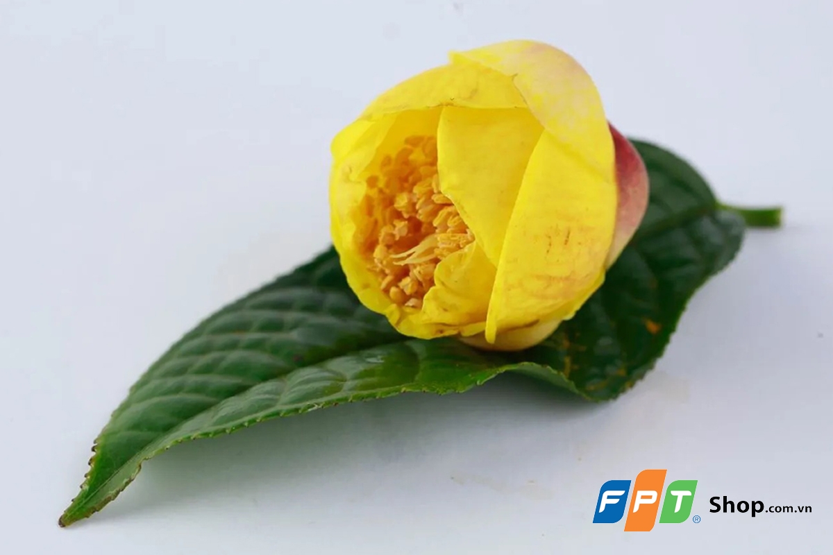 trà hoa vàng - hình 1