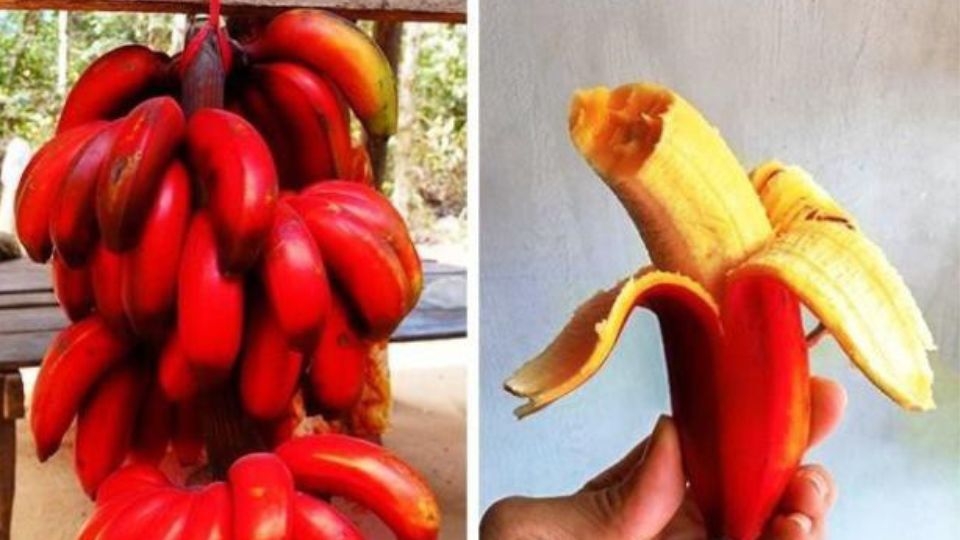 Chuối tiêu hồng