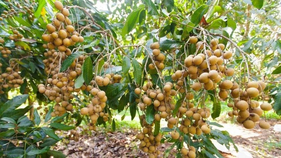 đồ ăn tuổi thơ - trái cây quê