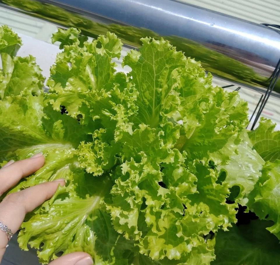 Cách chọn mua rau xà lách tươi ngon