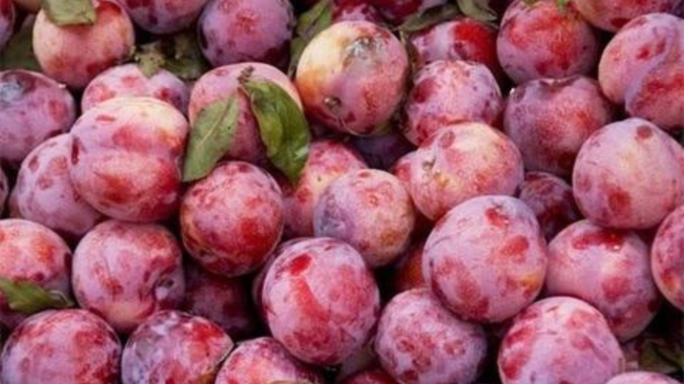 Cách chọn mận bắc (mận Hà Nội) tươi ngon