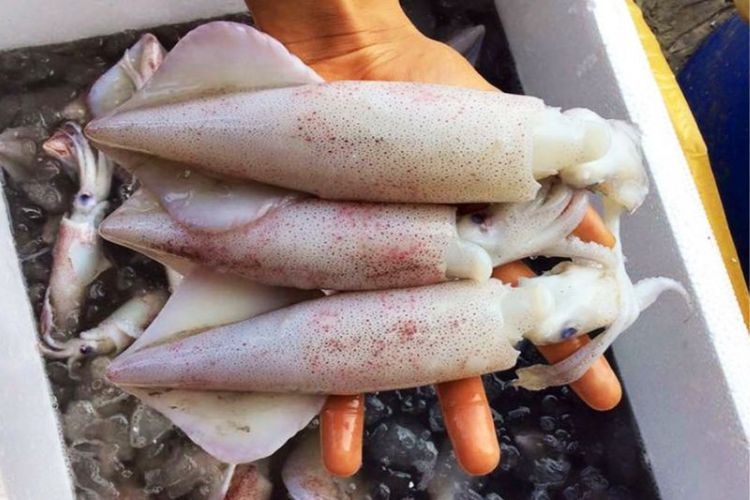 Cách chọn mực tươi ngon