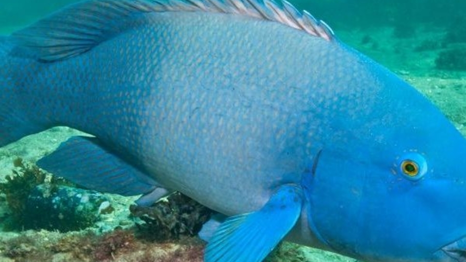 Cá mú sao xanh