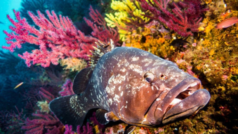 Đặc điểm cá mú