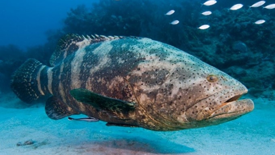 Mua cá mú ở đâu