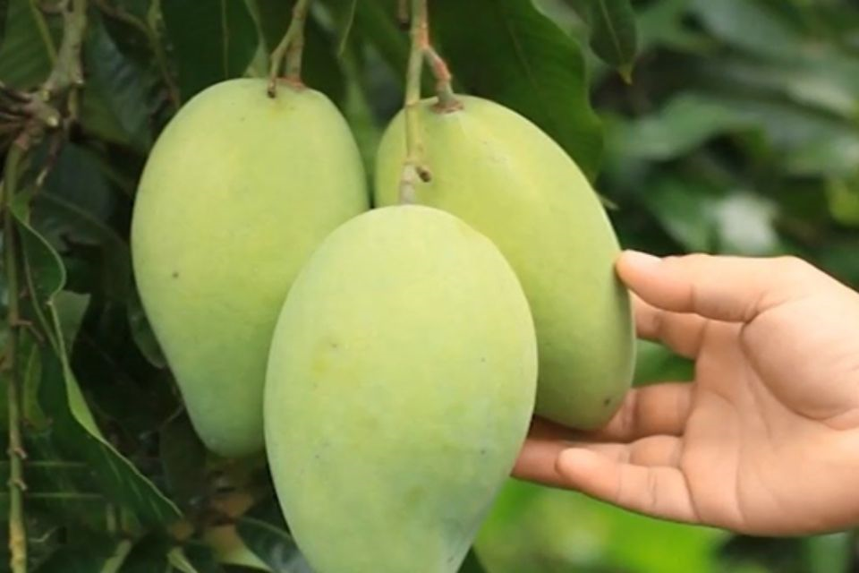 Lựa chọn những quả xoài mọng, không có nốt