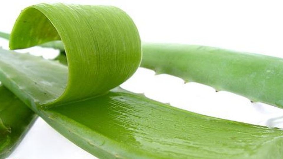 cách làm nha đam 2