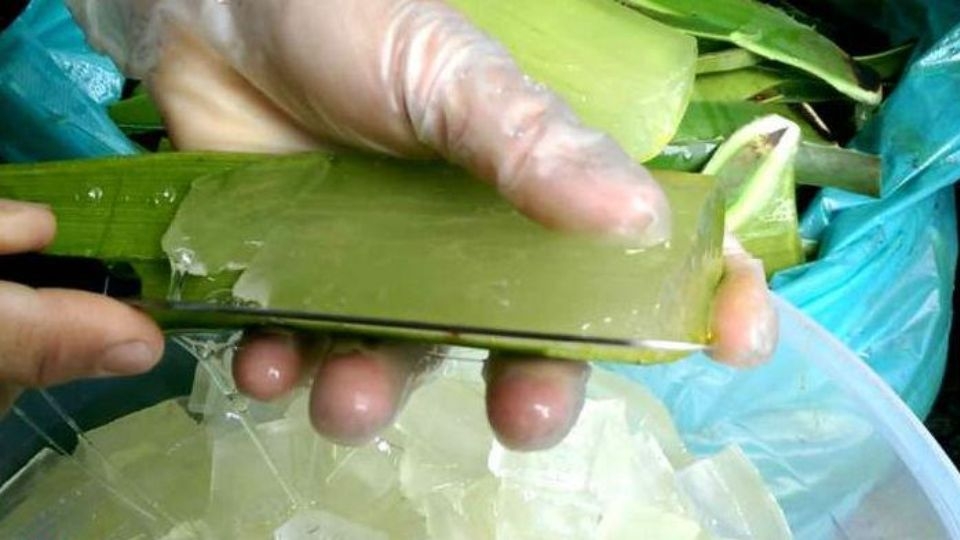 cách làm nha đam 4