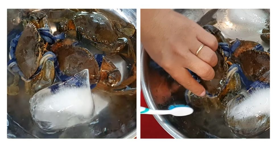 Gây mê và làm sạch cua trước khi chế biến