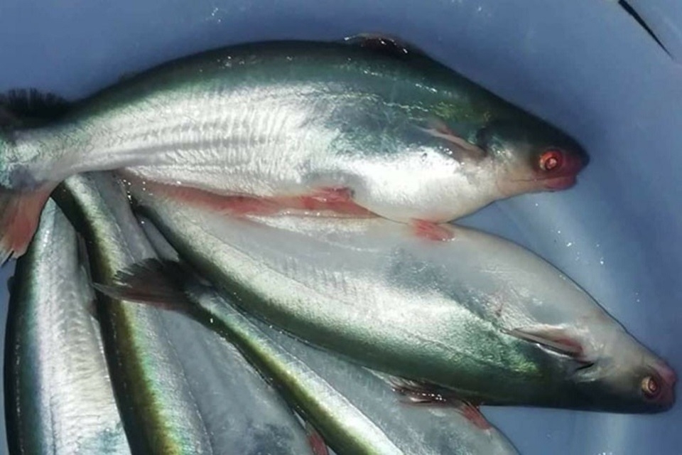 Cá dứa có phần đầu to và râu dài