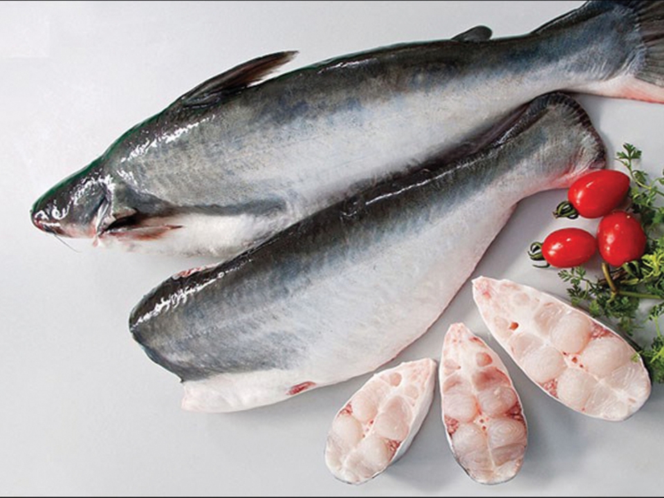 Cá basa có phần đầu ngắn và dẹp