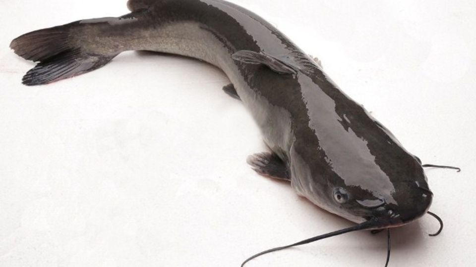 Cá lăng là cá gì?