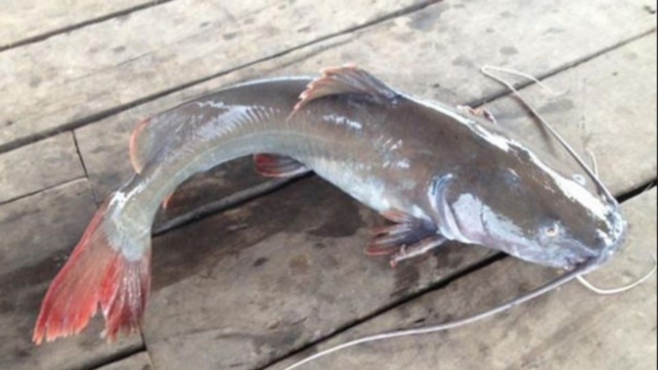 Cá lăng có tại khu vực châu Á và châu Phi