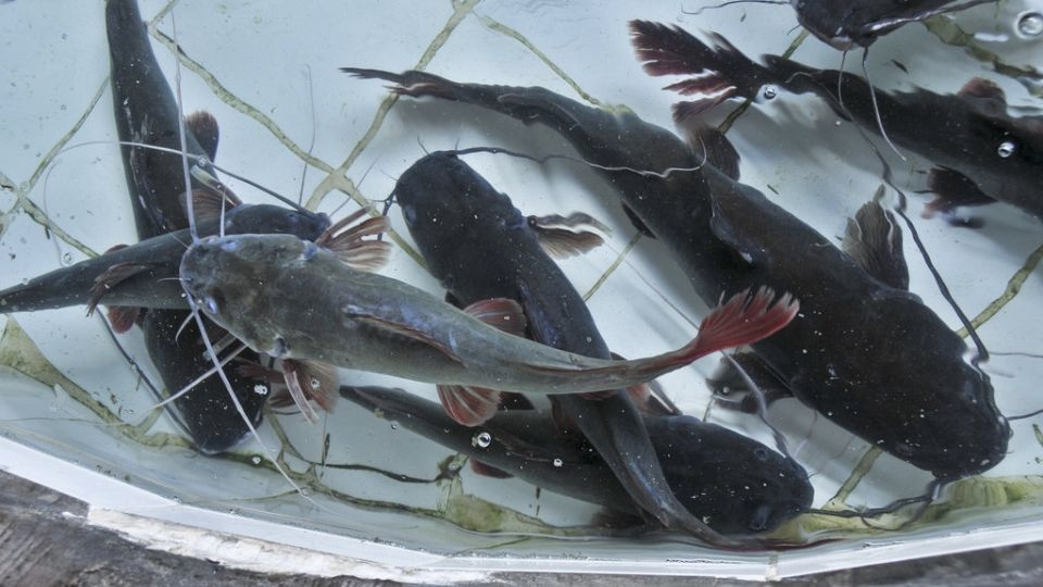 Cá lăng không có vảy, da trơn