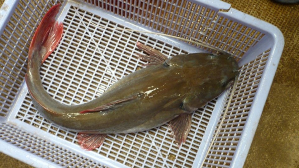 Cá lăng là loài cá sống ở nước ngọt