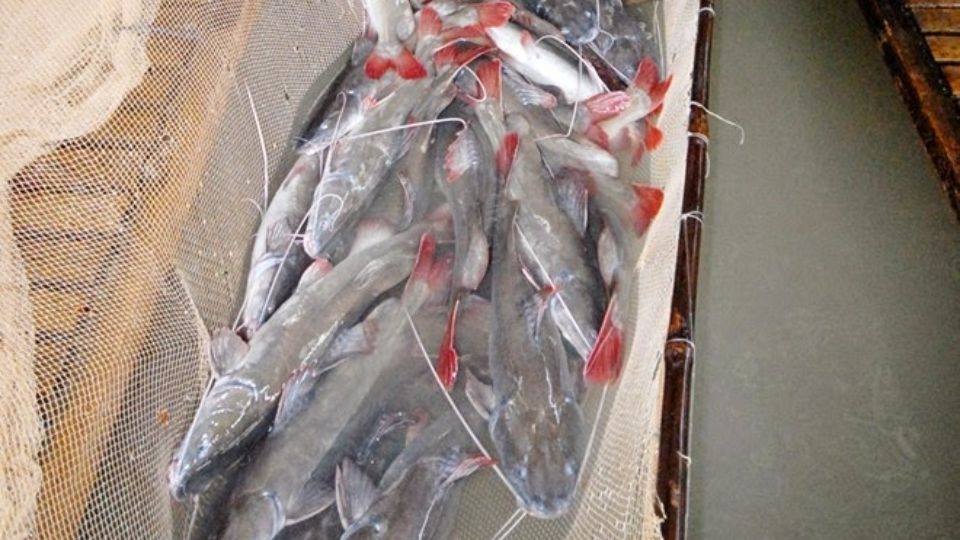 Cá lăng đuôi đỏ