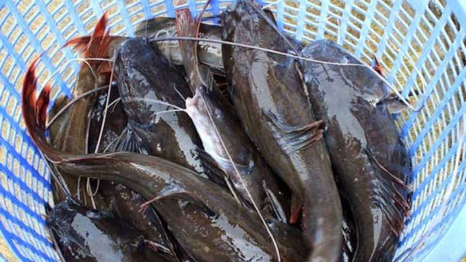 Giá của cá lăng