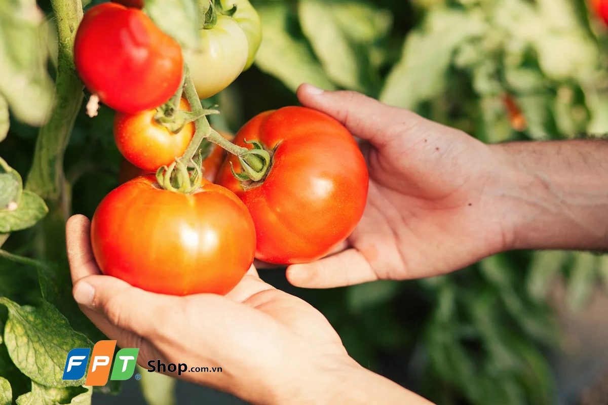 cá nục sốt cà chua - hình 2