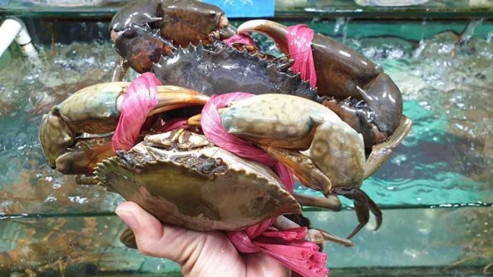 cách bảo quả cua sống 1