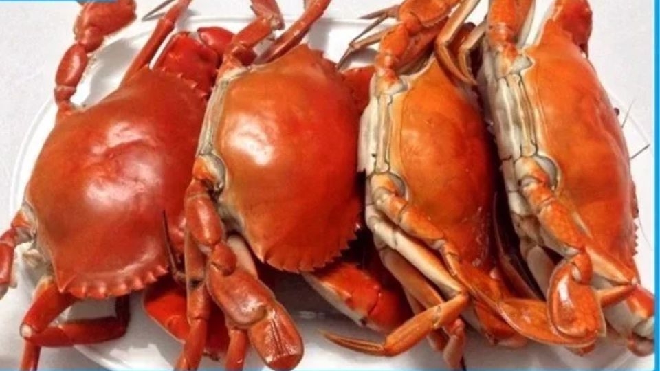 cách bảo quả cua sống 3