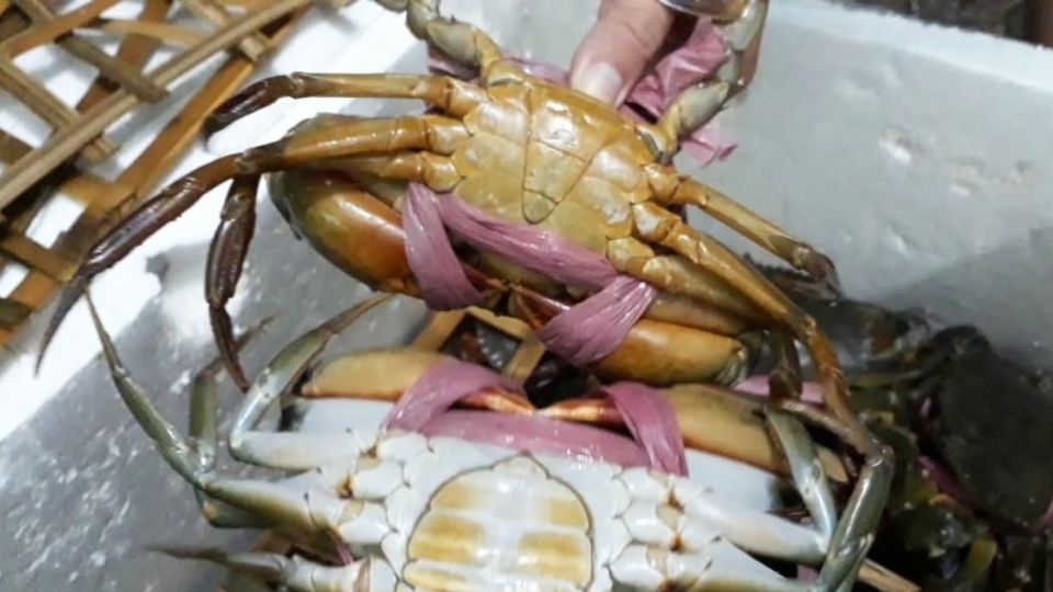 cách bảo quả cua sống 4