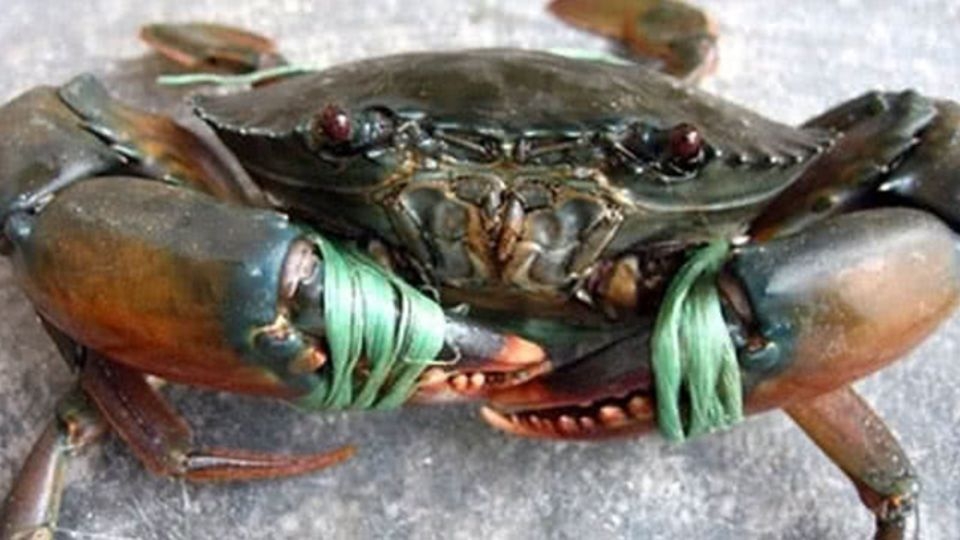 cách bảo quả cua sống 5