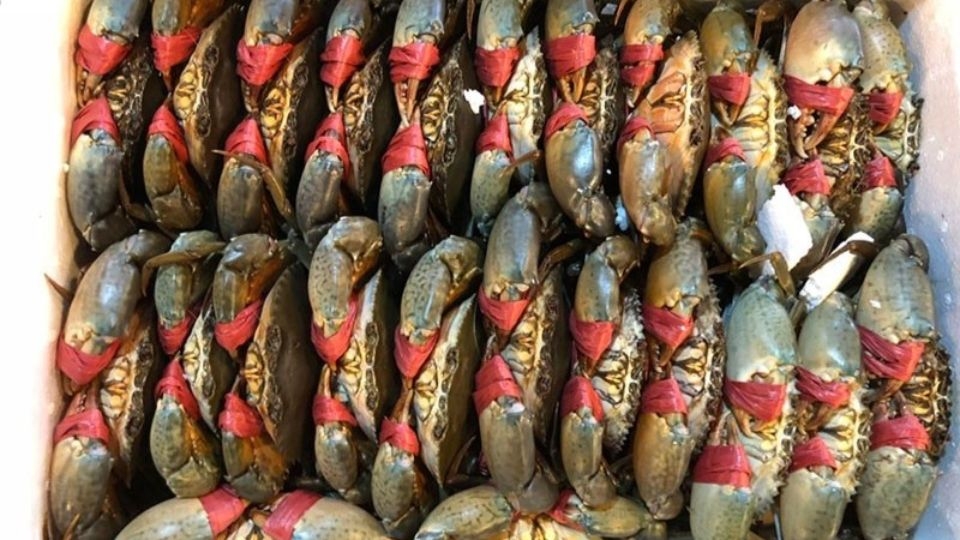 cách bảo quả cua sống 6