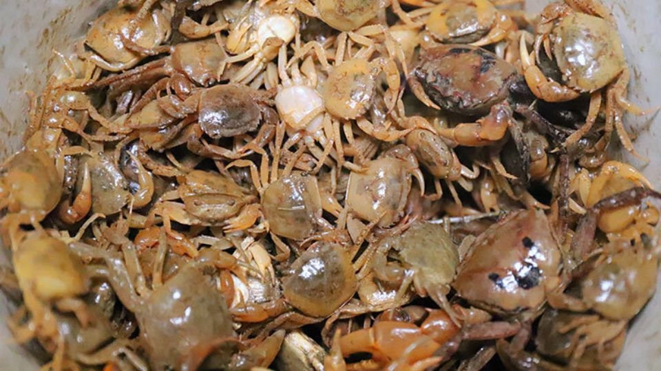 cách bảo quả cua sống 7