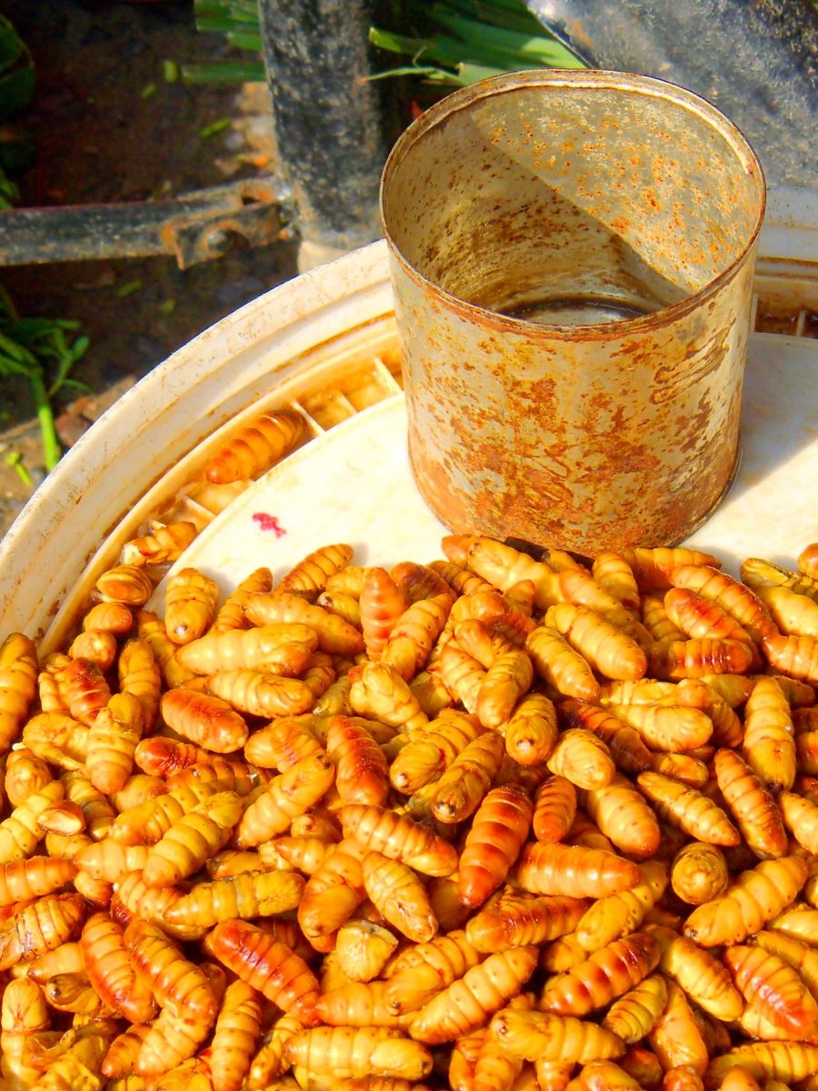 Cách rang nhộng ngon - hình 4