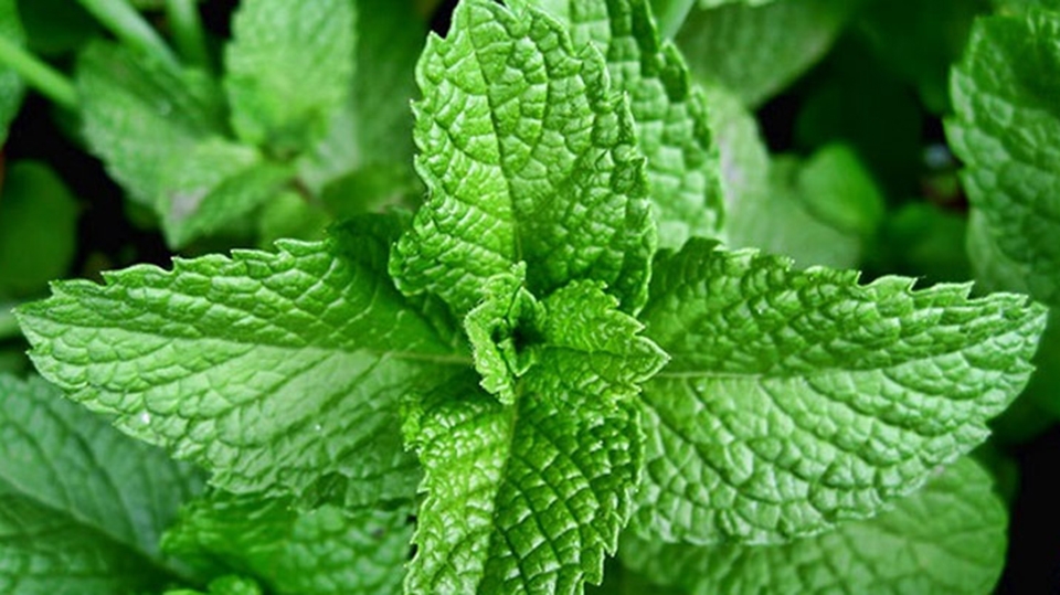 lá bạc hà