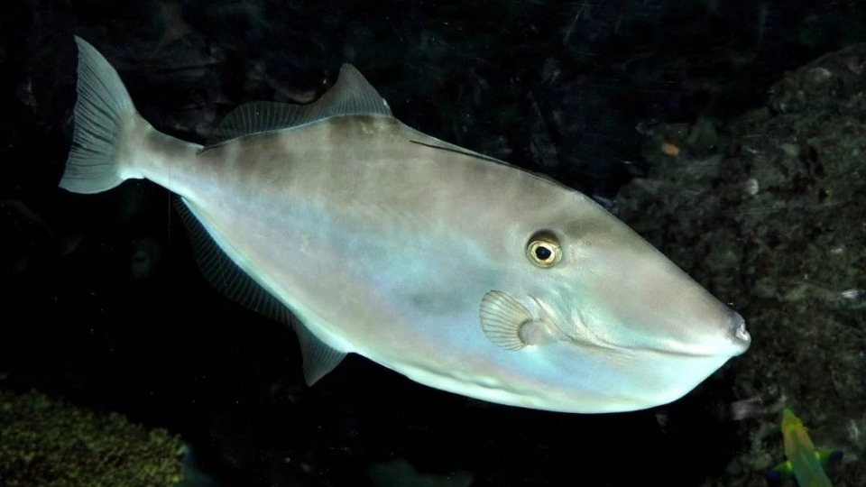 Các món ngon từ cá da bò