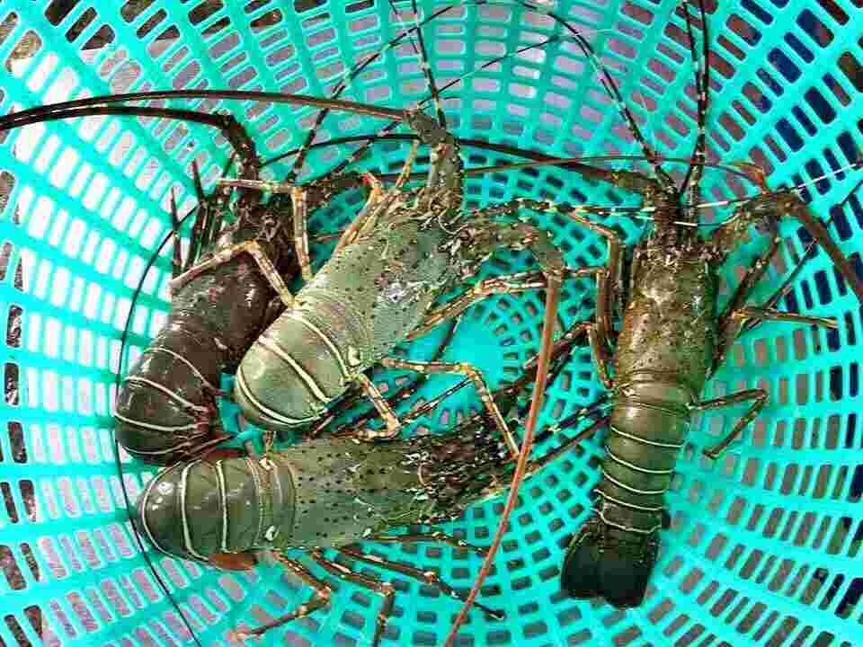Làm sạch tôm hùng bằng nước sạch 