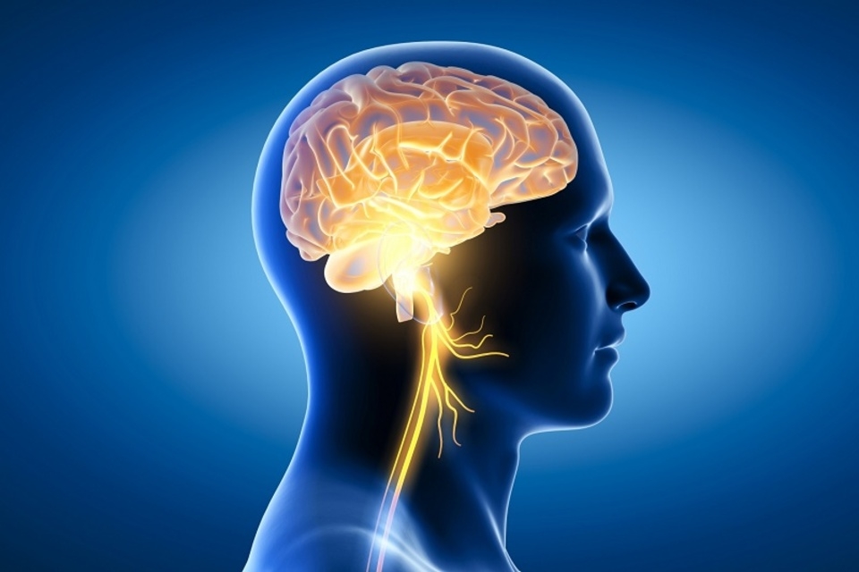 Cá chim có tác dụng tăng cường trí não 