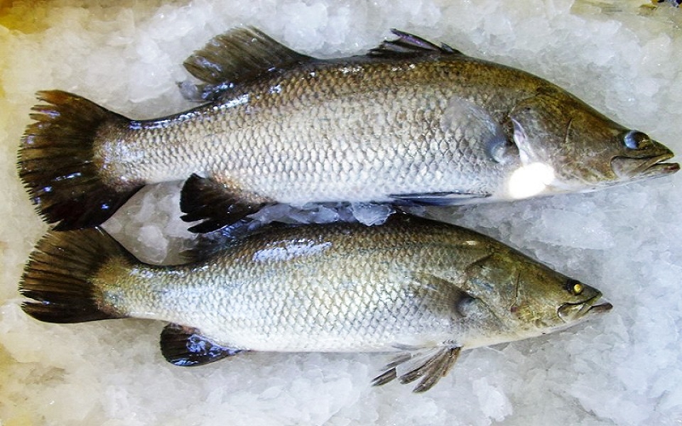 Địa chỉ mua cá vược tươi ngon