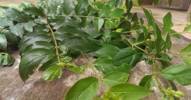 Cách làm thạch găng - ảnh 1