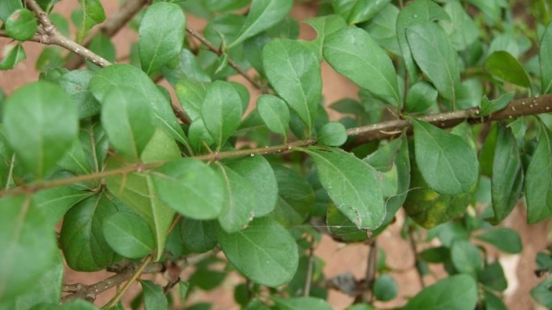 Thạch găng là gì