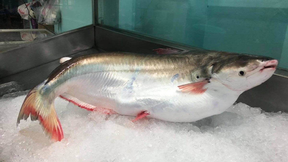 Cá bông lau có phần bụng màu trắng