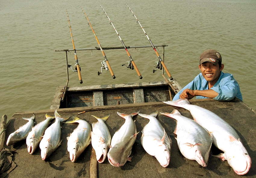 Giá bán cá bông lau tuỳ thuộc vào thị trường