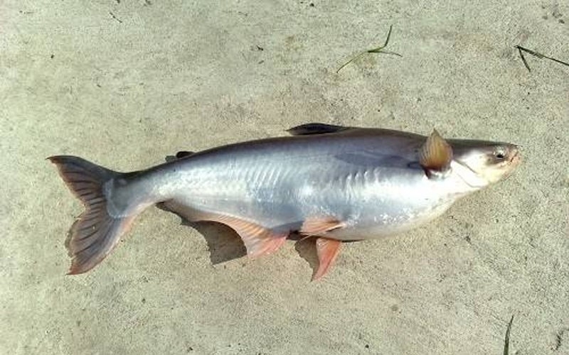 Cá bông lau có phần đầu nhỏ và dẹt 2 bên