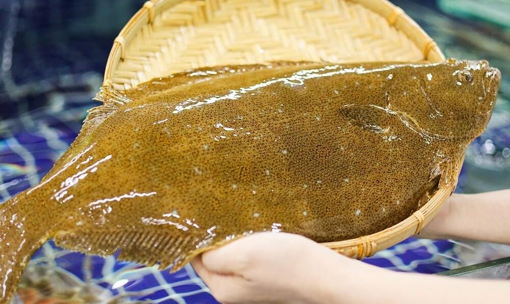 Cá bơn thường có màu nâu sẫm, da trơn bóng, mắt nằm sát nhau
